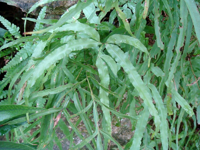 Pteris multifida